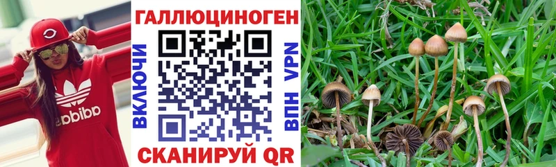 Псилоцибиновые грибы Cubensis  как найти   Ангарск 